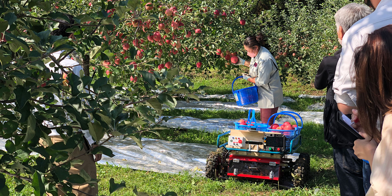 An automated transport robot at work in an apple orchard | Picture courtesy of Kisui Tech