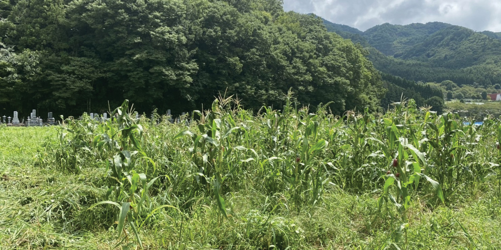 An abandoned field now used for organic corn cultivation by Shinano Soil | Image courtesy of Daytona International