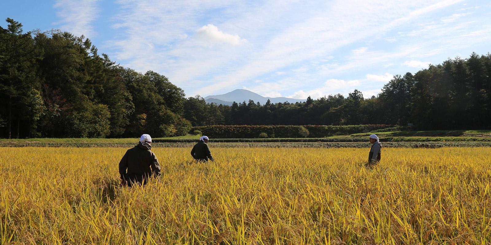 Yotaro Sasaki’s farm in Tono, Iwate Prefecture, is completely organic | Yotaro Sasaki
