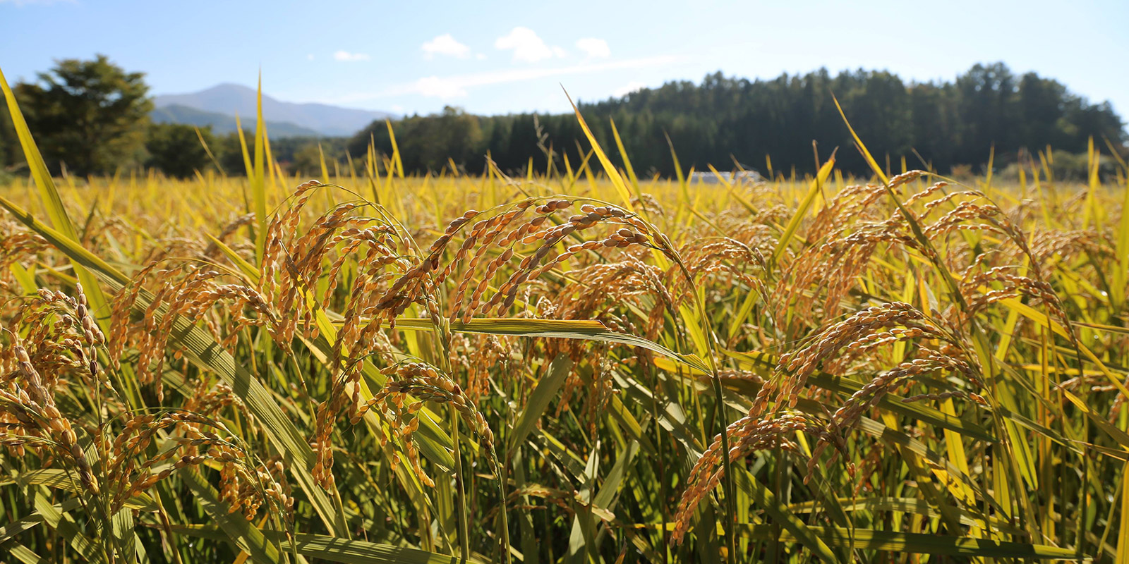 The rice grown on Yotaro Sasaki’s organic fields is used to produce doburoku | Yotaro Sasaki
