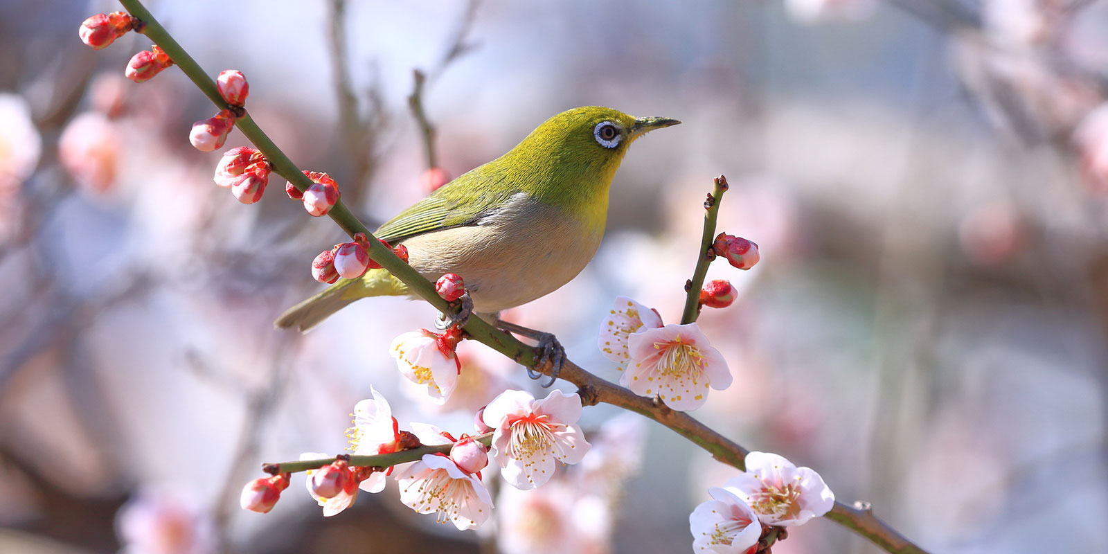 A Japanese white-eye sitting among plum blossoms | Arikura Machiko/Pixta